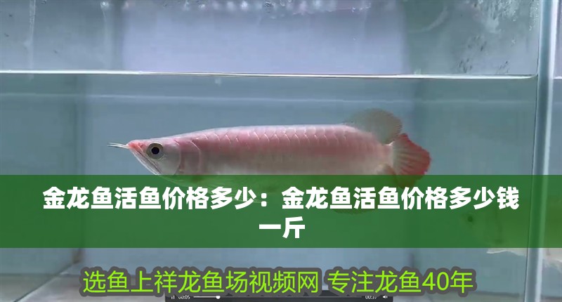 金龍魚活魚價格多少：金龍魚活魚價格多少錢一斤