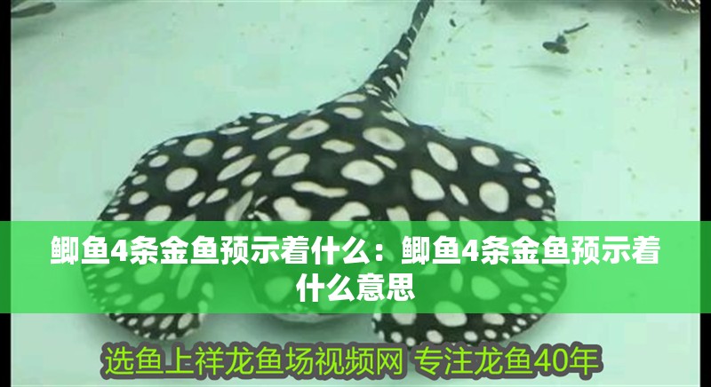 鯽魚4條金魚預示著什么：鯽魚4條金魚預示著什么意思 鯽魚4條金魚預示著什么：鯽魚4條金魚預示著什么意思 龍魚百科 第1張