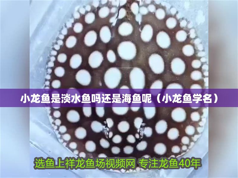 小龍魚是淡水魚嗎還是海魚呢（小龍魚學名）