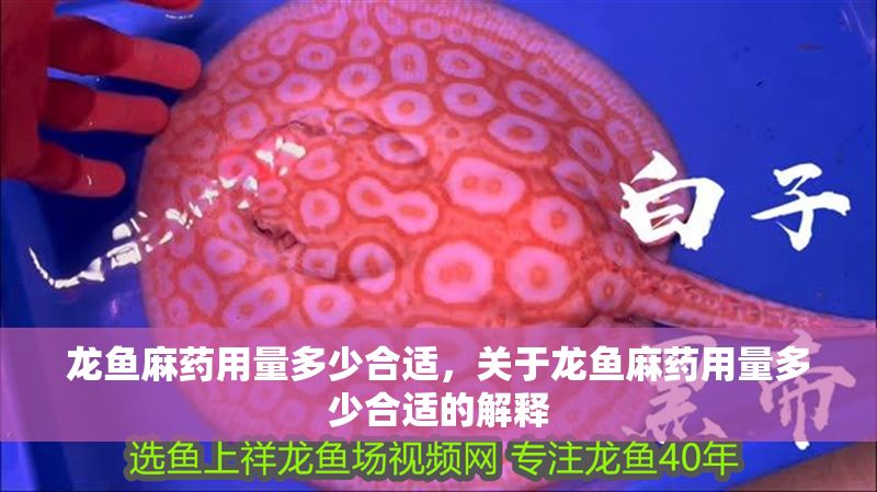 龍魚麻藥用量多少合適，關于龍魚麻藥用量多少合適的解釋