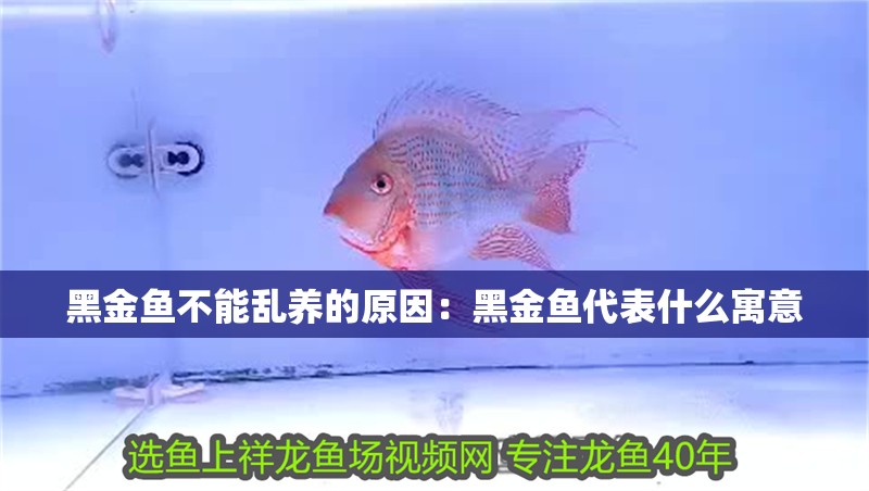 黑金魚不能亂養的原因：黑金魚代表什么寓意