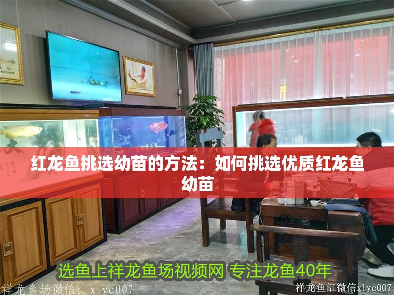 紅龍魚挑選幼苗的方法：如何挑選優質紅龍魚幼苗