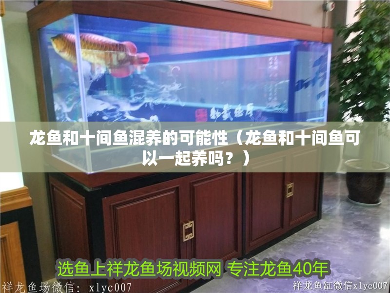 龍魚和十間魚混養的可能性（龍魚和十間魚可以一起養嗎？）