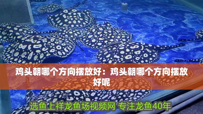 雞頭朝哪個方向擺放好:雞頭朝哪個方向擺放好呢 龍魚百科 第1張 雞頭朝哪個方向擺放好:雞頭朝哪個方向擺放好呢 雞頭朝哪個方向擺放好:雞頭朝哪個方向擺放好呢 龍魚百科 第1張