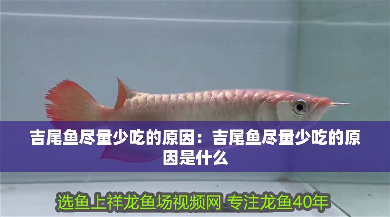 吉尾魚盡量少吃的原因：吉尾魚盡量少吃的原因是什么