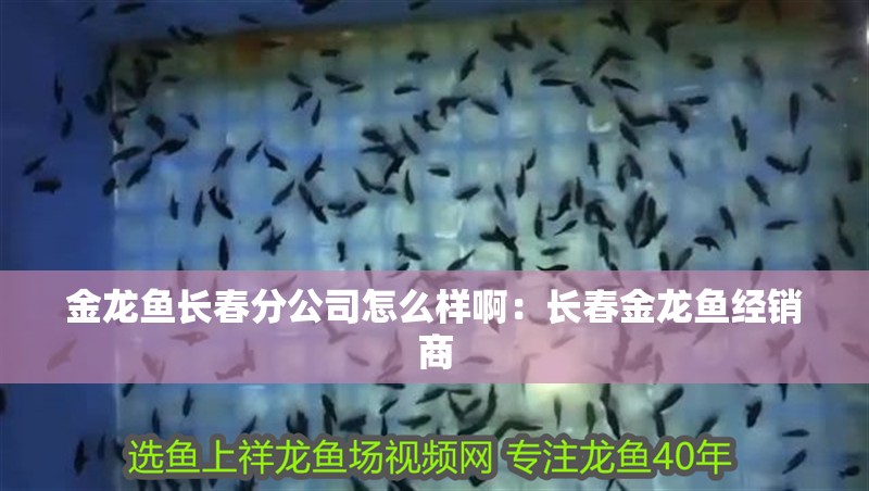 金龍魚長春分公司怎么樣啊：長春金龍魚經銷商