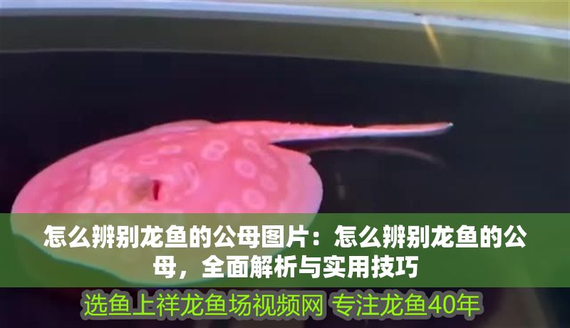 怎么辨別龍魚的公母圖片：怎么辨別龍魚的公母，全面解析與實用技巧