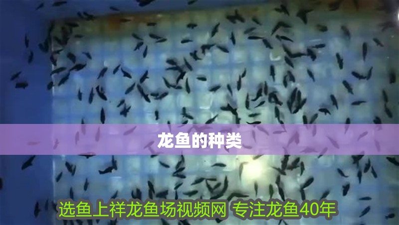 龍魚的種類 龍魚的種類 龍魚百科 第2張