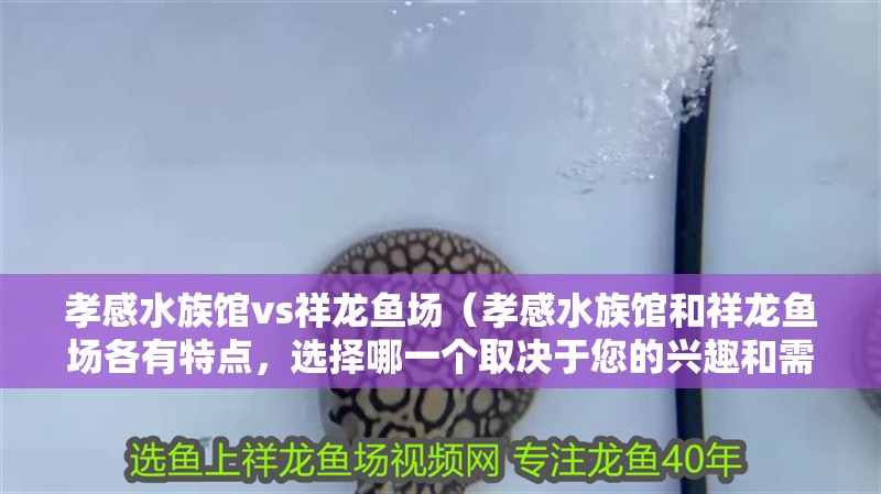 孝感水族館vs祥龍魚場（孝感水族館和祥龍魚場各有特點，選擇哪一個取決于您的興趣和需求）
