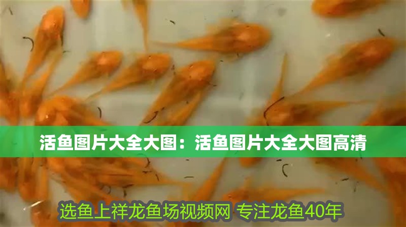 活魚圖片大全大圖：活魚圖片大全大圖高清