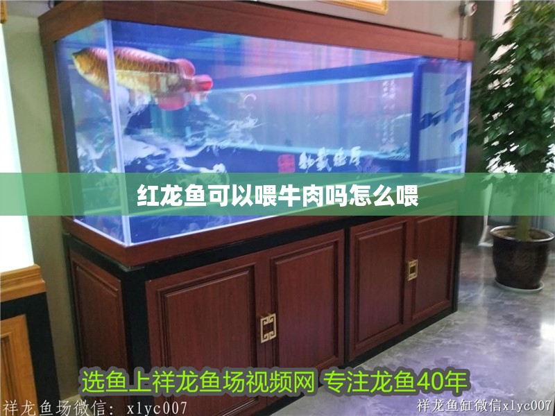 紅龍魚可以喂牛肉嗎怎么喂