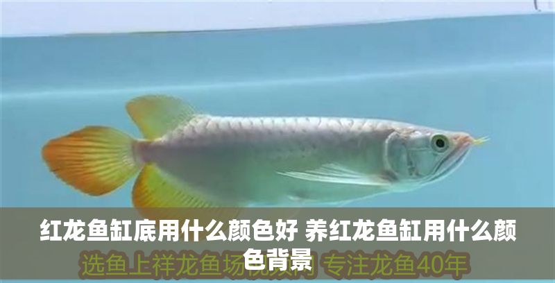 紅龍魚缸底用什么顏色好 養紅龍魚缸用什么顏色背景