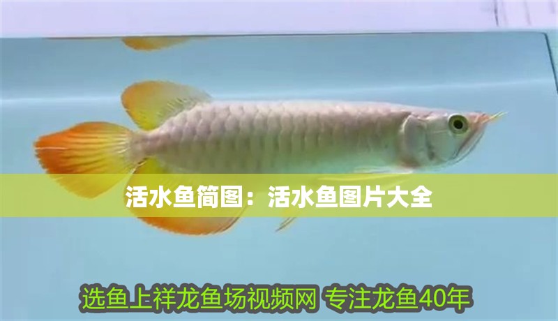 活水魚簡(jiǎn)圖:活水魚圖片大全 龍魚百科 第2張 活水魚簡(jiǎn)圖:活水魚圖片大全 活水魚簡(jiǎn)圖:活水魚圖片大全 龍魚百科 第2張