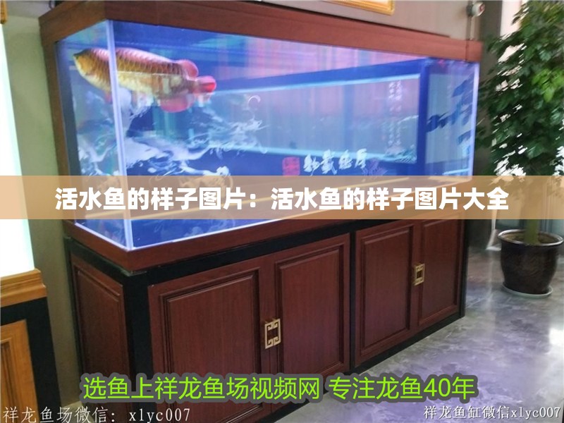 活水魚的樣子圖片：活水魚的樣子圖片大全