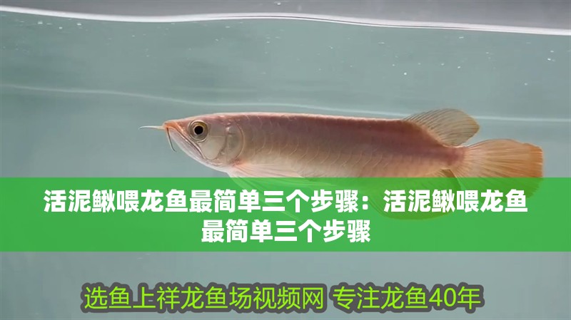 活泥鰍喂龍魚最簡單三個步驟：活泥鰍喂龍魚最簡單三個步驟