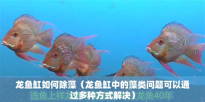 龍魚缸如何除藻（龍魚缸中的藻類問題可以通過多種方式解決） 龍魚缸如何除藻（龍魚缸中的藻類問題可以通過多種方式解決） 龍魚百科 第2張