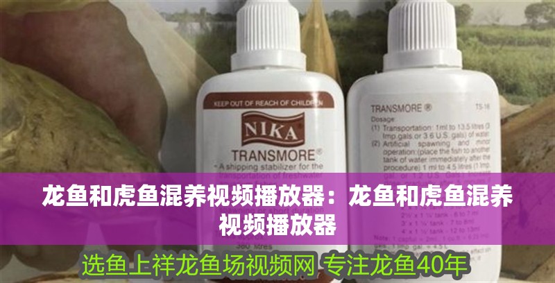 龍魚和虎魚混養視頻播放器：龍魚和虎魚混養視頻播放器