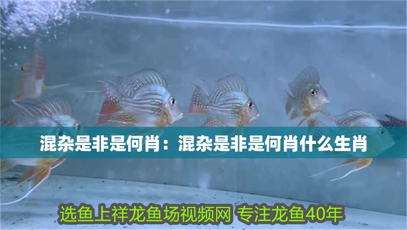混雜是非是何肖:混雜是非是何肖什么生肖 龍魚百科 第1張 混雜是非是何肖:混雜是非是何肖什么生肖 混雜是非是何肖:混雜是非是何肖什么生肖 龍魚百科 第1張