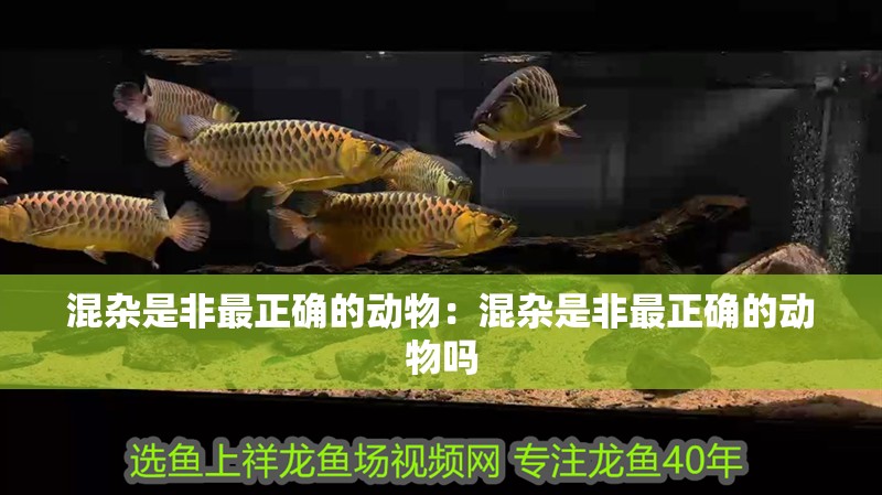 混雜是非最正確的動物:混雜是非最正確的動物嗎 龍魚百科 第2張 混雜是非最正確的動物:混雜是非最正確的動物嗎 混雜是非最正確的動物:混雜是非最正確的動物嗎 龍魚百科 第2張