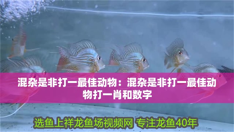 混雜是非打一最佳動物：混雜是非打一最佳動物打一肖和數字 混雜是非打一最佳動物：混雜是非打一最佳動物打一肖和數字 龍魚百科 第1張