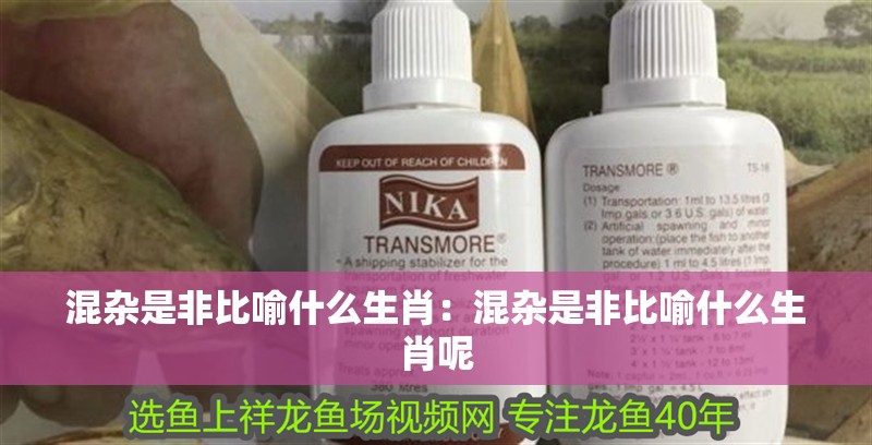 混雜是非比喻什么生肖：混雜是非比喻什么生肖呢 混雜是非比喻什么生肖：混雜是非比喻什么生肖呢 龍魚百科 第1張