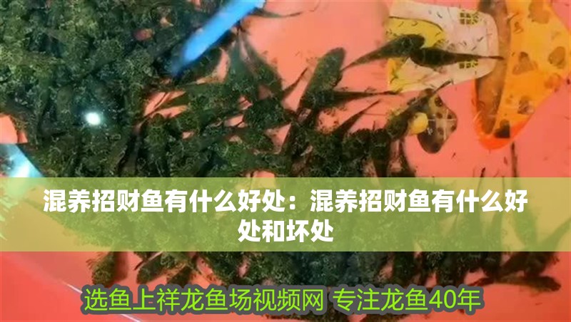 混養招財魚有什么好處：混養招財魚有什么好處和壞處