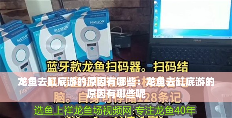 龍魚去缸底游的原因有哪些：龍魚去缸底游的原因有哪些呢