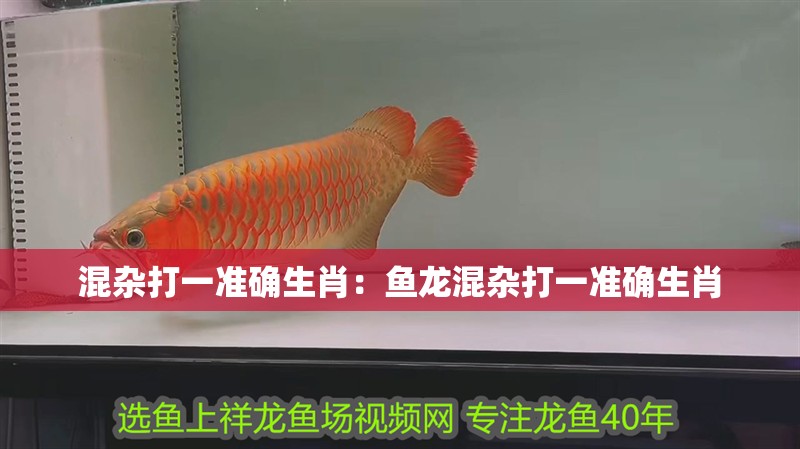 混雜打一準確生肖:魚龍混雜打一準確生肖 龍魚百科 第2張 混雜打一準確生肖:魚龍混雜打一準確生肖 混雜打一準確生肖:魚龍混雜打一準確生肖 龍魚百科 第2張