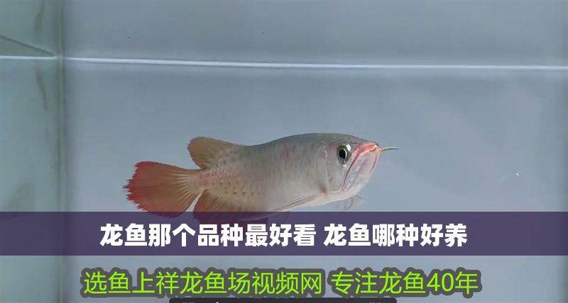 龍魚那個(gè)品種最好看 龍魚哪種好養(yǎng)
