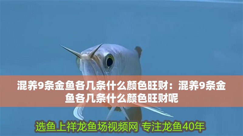 混養9條金魚各幾條什么顏色旺財：混養9條金魚各幾條什么顏色旺財呢