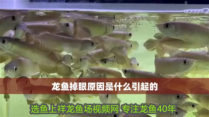 龍魚掉眼原因是什么引起的