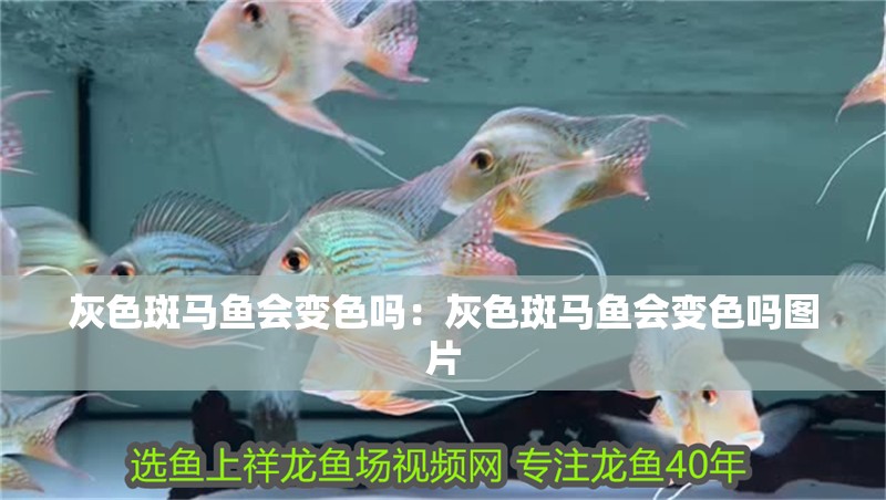 灰色斑馬魚(yú)會(huì)變色嗎：灰色斑馬魚(yú)會(huì)變色嗎圖片 灰色斑馬魚(yú)會(huì)變色嗎：灰色斑馬魚(yú)會(huì)變色嗎圖片 龍魚(yú)百科 第1張