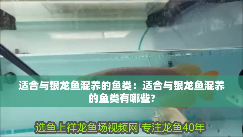 適合與銀龍魚混養的魚類：適合與銀龍魚混養的魚類有哪些?