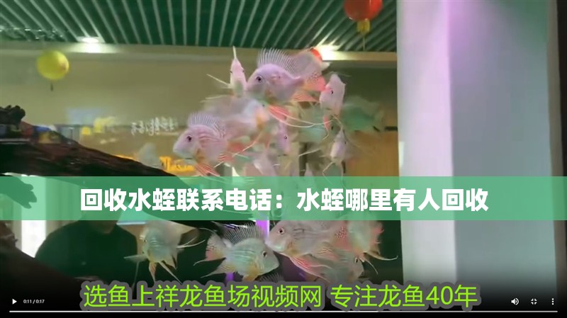 回收水蛭聯系電話：水蛭哪里有人回收