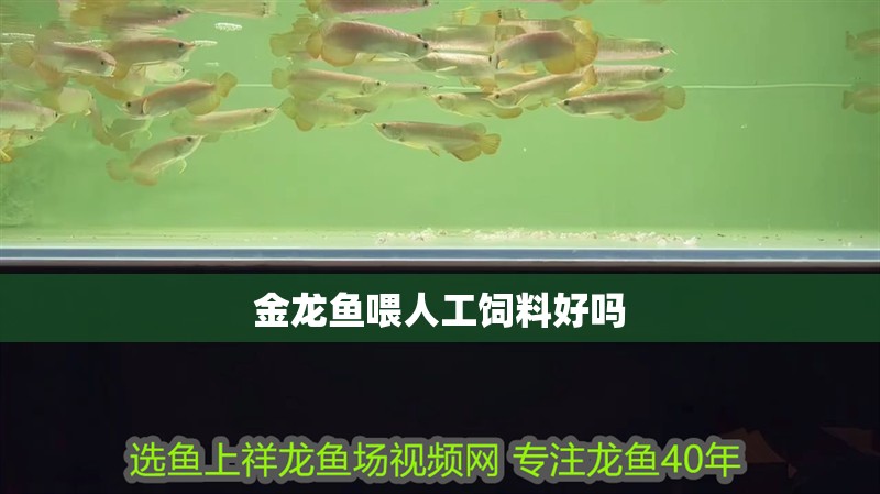 金龍魚喂人工飼料好嗎
