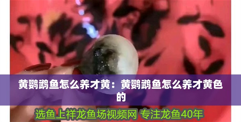 黃鸚鵡魚怎么養(yǎng)才黃：黃鸚鵡魚怎么養(yǎng)才黃色的