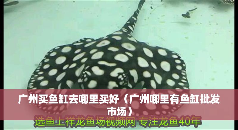 廣州買魚缸去哪里買好（廣州哪里有魚缸批發市場）