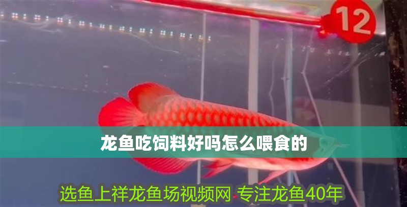 龍魚吃飼料好嗎怎么喂食的
