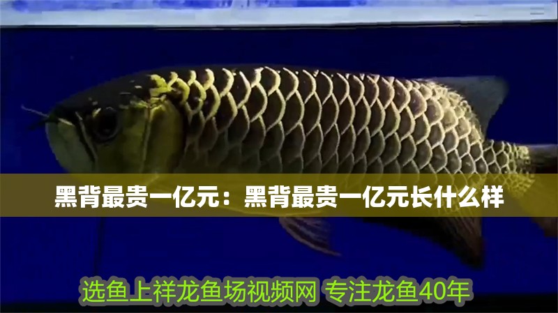 黑背最貴一億元：黑背最貴一億元長什么樣