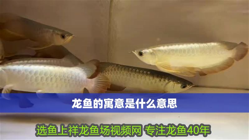 龍魚的寓意是什么意思