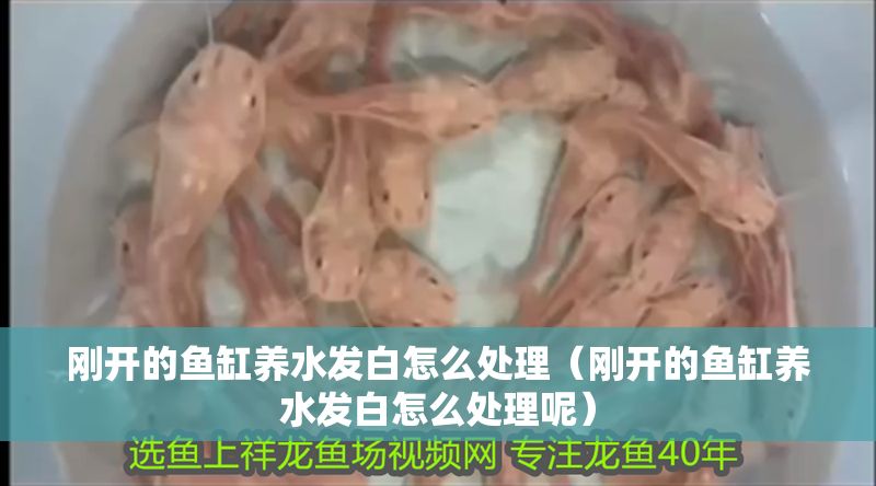 剛開的魚缸養水發白怎么處理（剛開的魚缸養水發白怎么處理呢）
