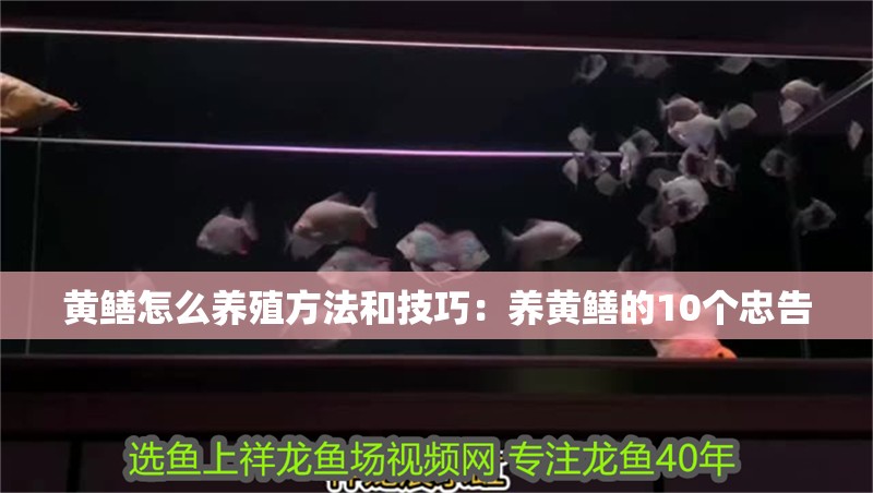 黃鱔怎么養(yǎng)殖方法和技巧：養(yǎng)黃鱔的10個忠告