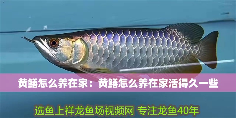 黃鱔怎么養在家：黃鱔怎么養在家活得久一些