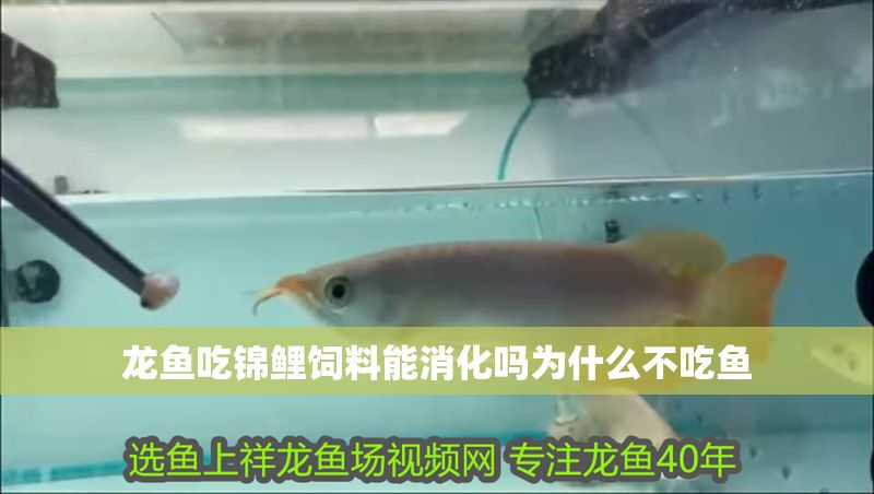 龍魚吃錦鯉飼料能消化嗎為什么不吃魚