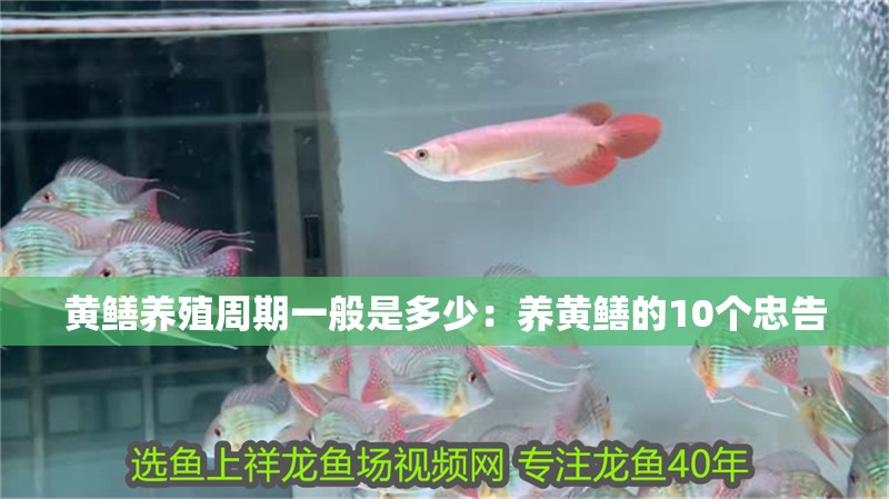 黃鱔養(yǎng)殖周期一般是多少：養(yǎng)黃鱔的10個(gè)忠告