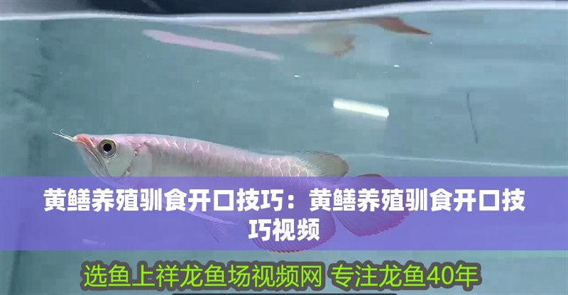 黃鱔養殖馴食開口技巧：黃鱔養殖馴食開口技巧視頻