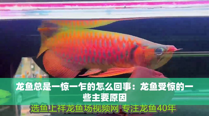 龍魚總是一驚一乍的怎么回事：龍魚受驚的一些主要原因