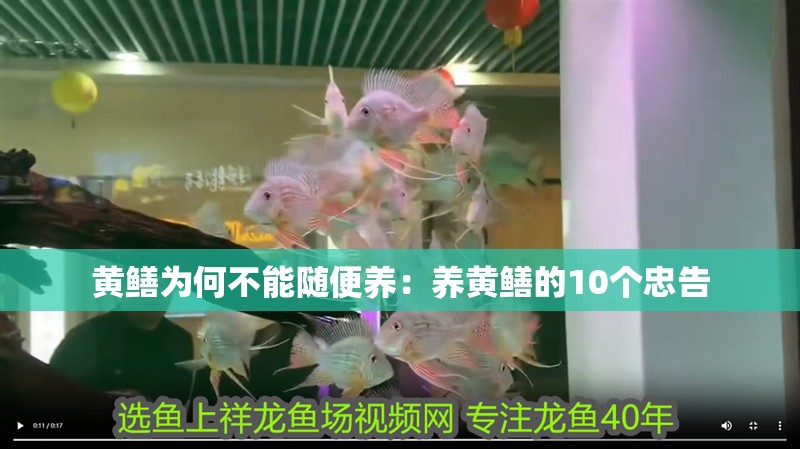 黃鱔為何不能隨便養：養黃鱔的10個忠告