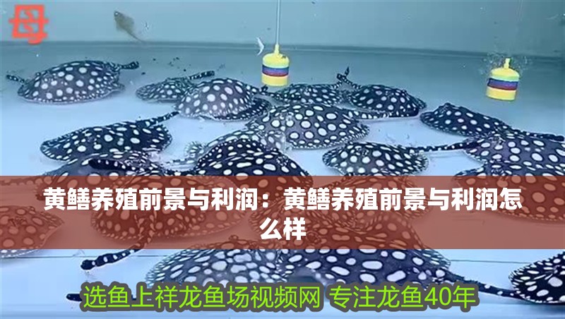 黃鱔養殖前景與利潤：黃鱔養殖前景與利潤怎么樣