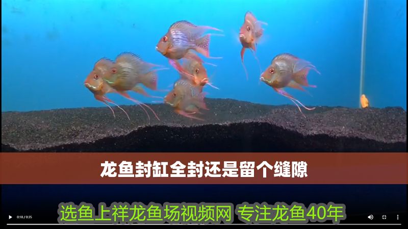 龍魚封缸全封還是留個縫隙